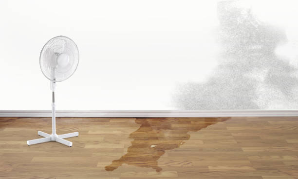 Best Carpet water damage restoration  in Jasmine Estates, FL