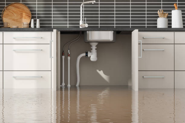Best Professional water damage repair  in Jasmine Estates, FL
